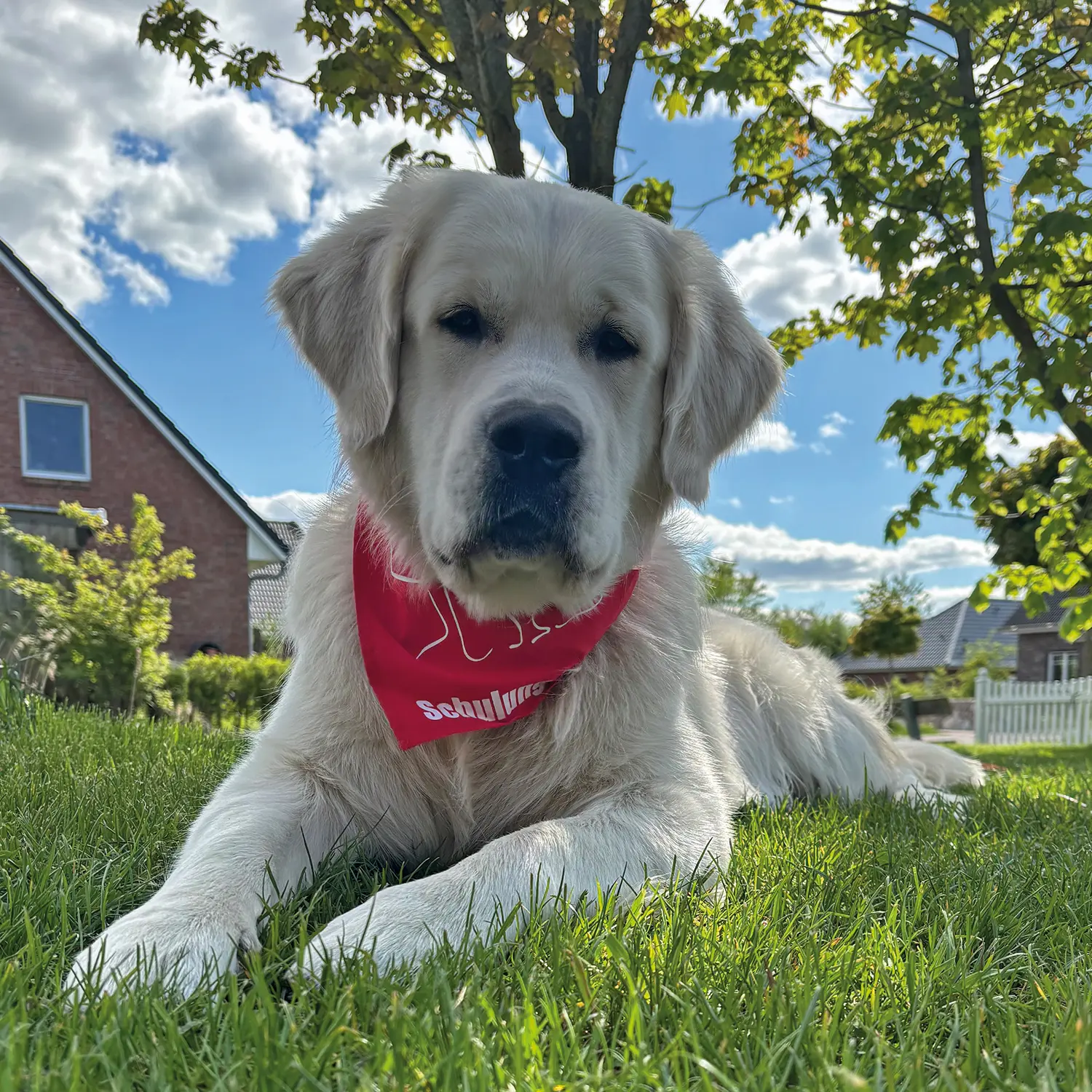 Max-paedagogischer-Begleithund Max ist ein pädagogischer Begleithund